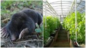 Moles in the greenhouse