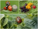 Инсекти за борбу против буба у Цолорадо-у
