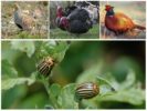 Vögel, die Colorado-Käfer essen