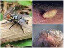 Gadfly lidské kůže a její larvy