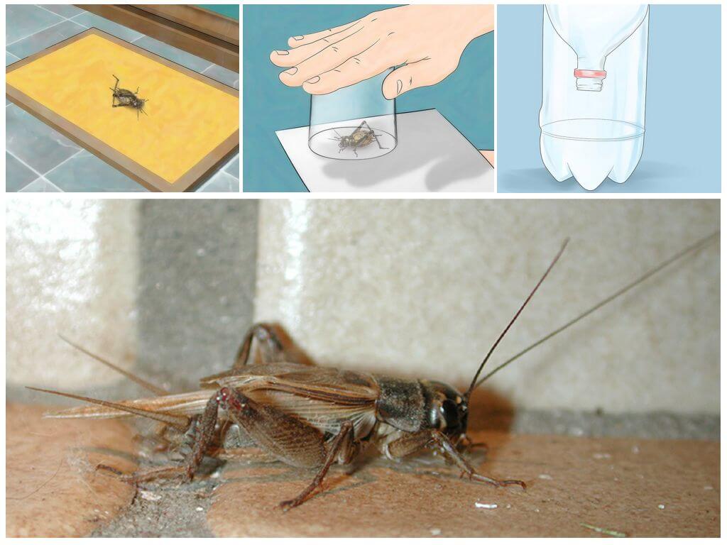How to get crickets out of an apartment or house