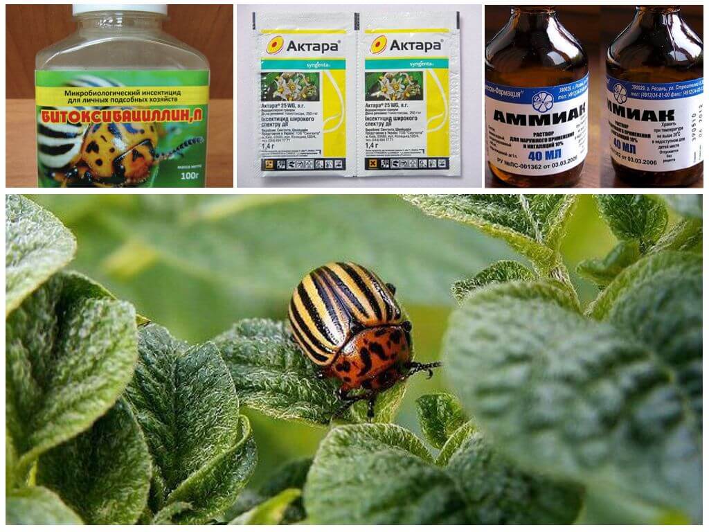 How to permanently get rid of the Colorado potato beetle and how to poison it