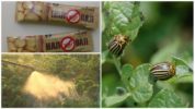 Việc sử dụng thuốc Nadoval chống lại bọ khoai tây Colorado