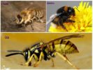 Пчела, бубамара и оса