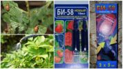 Biện pháp khắc phục Bi 58 chống lại bọ khoai tây Colorado