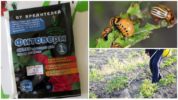 Application à la ferme Phyto de coléoptères du Colorado