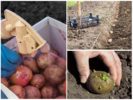 Aardappelen verwerken voor het planten
