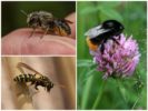 Ong, ong vò vẽ và ong bắp cày