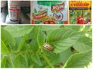Poison de coléoptères sur pommes de terre