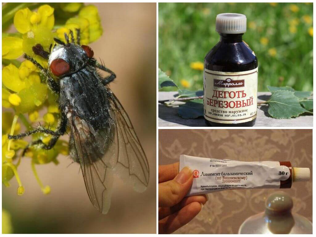 The remedy for gadfly and horseflies for humans