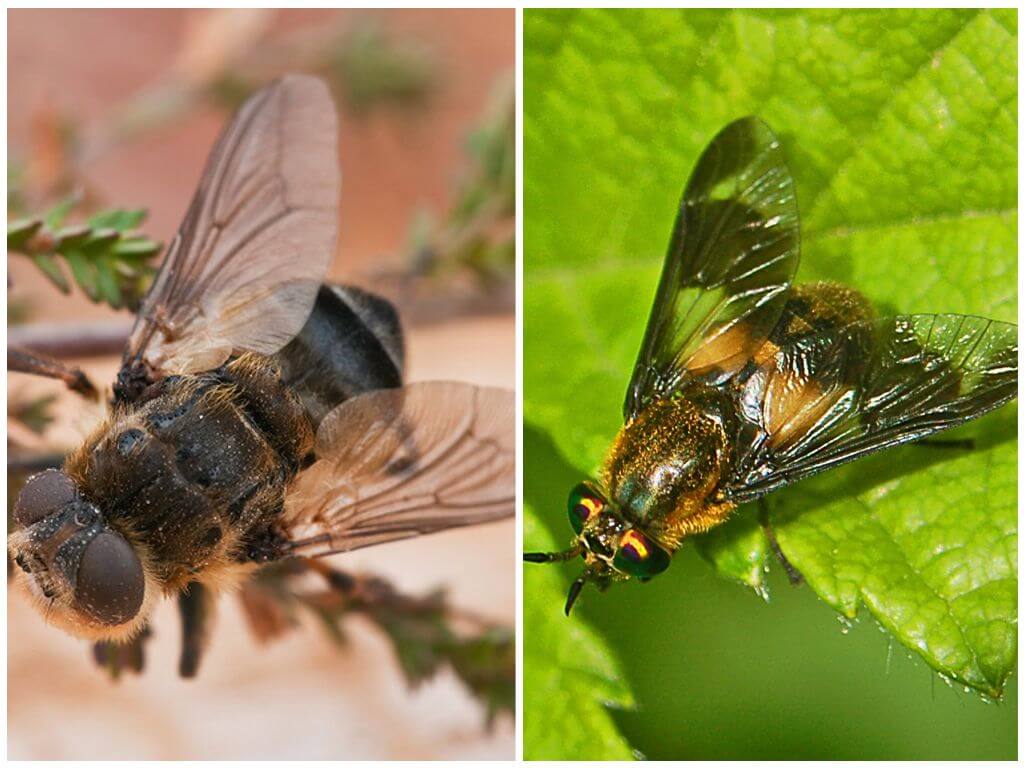 The difference between gadfly and horsefly