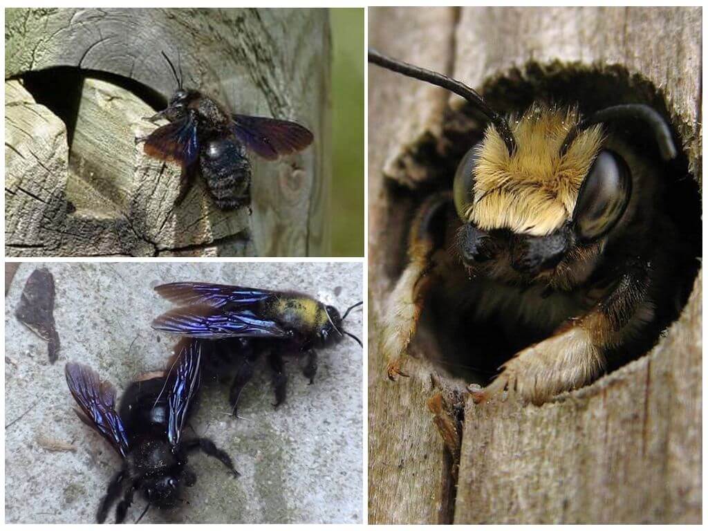 Wie man Holzbienen aus einem Holzhaus holt