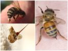 Biene und ihr Stachel