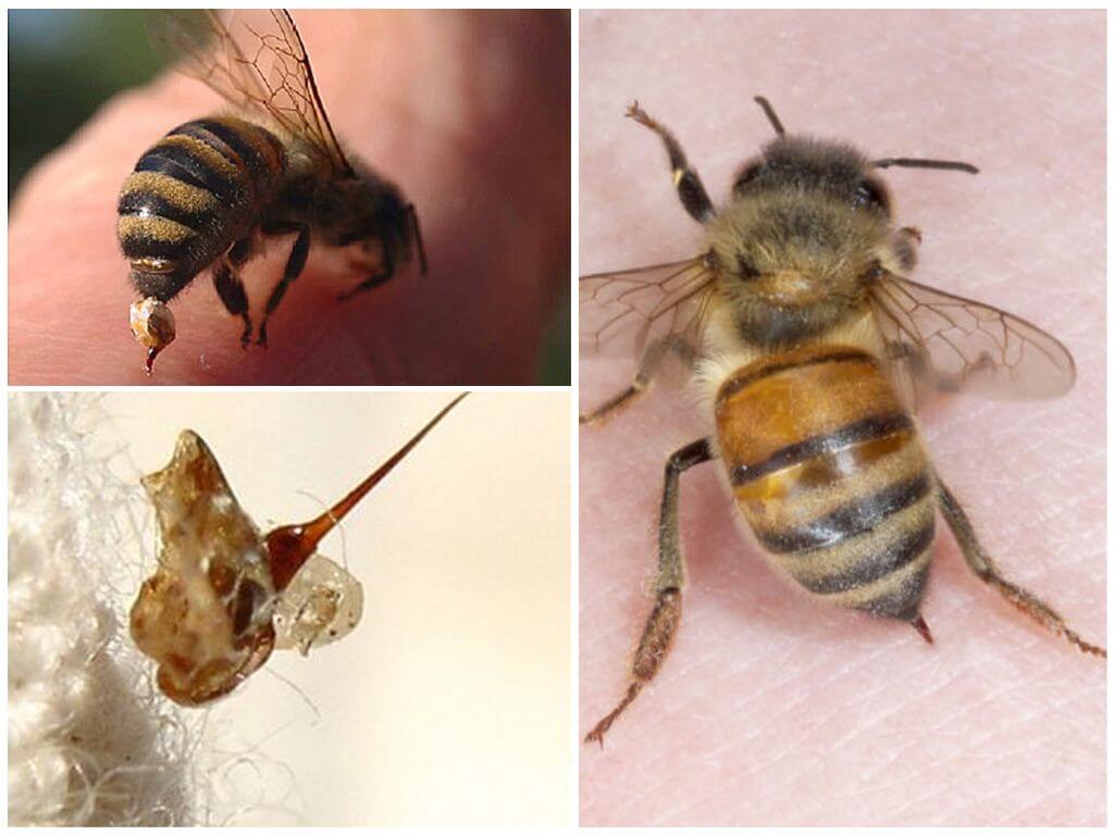 Пчела и оса отличия фото различие