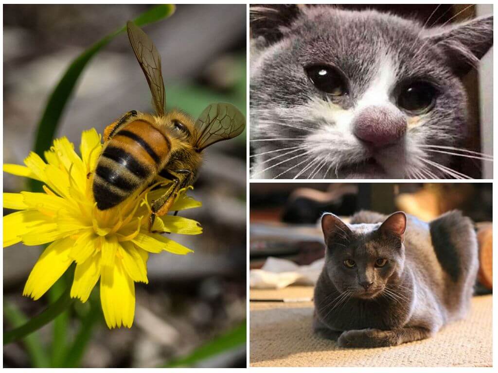 Što učiniti ako mačku ugrize pčela