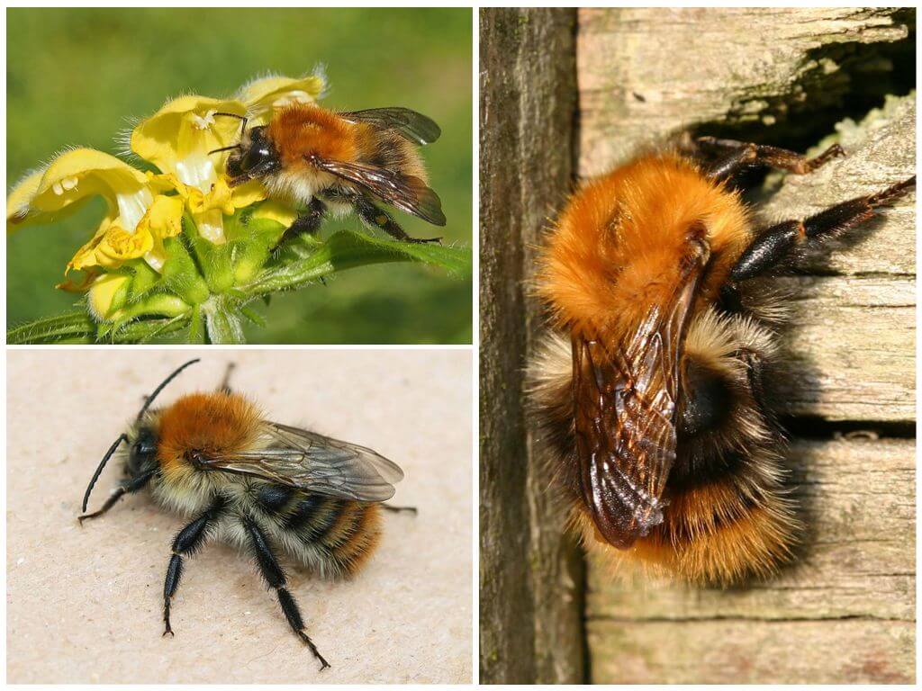Description and photo of a field bumblebee