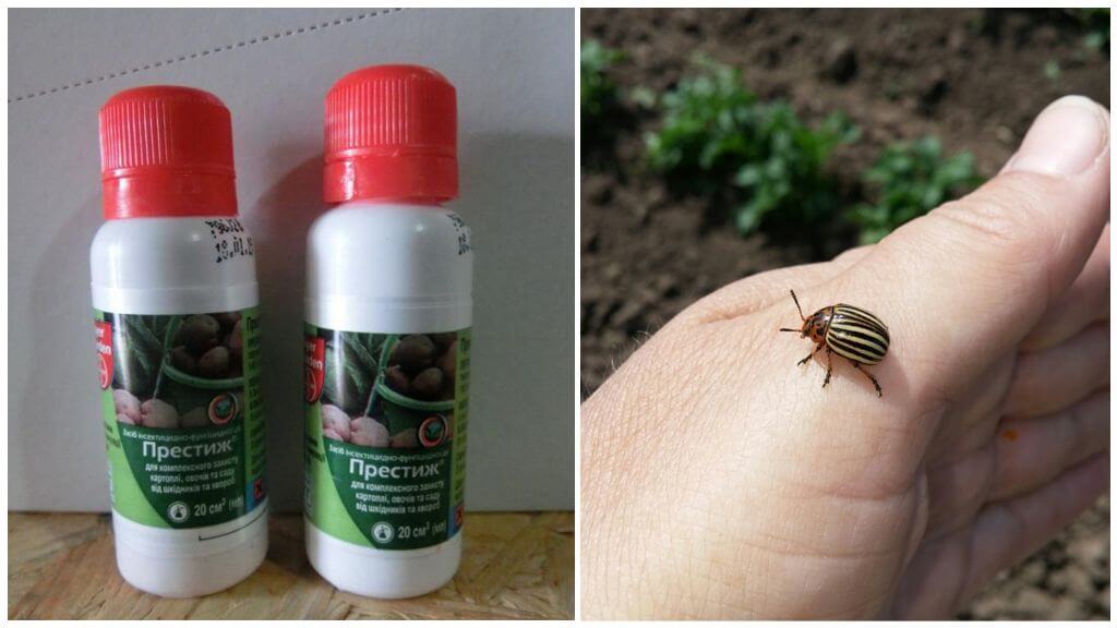 Prestige remedy for Colorado potato beetle
