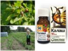 The use of Kalash from the Colorado potato beetle
