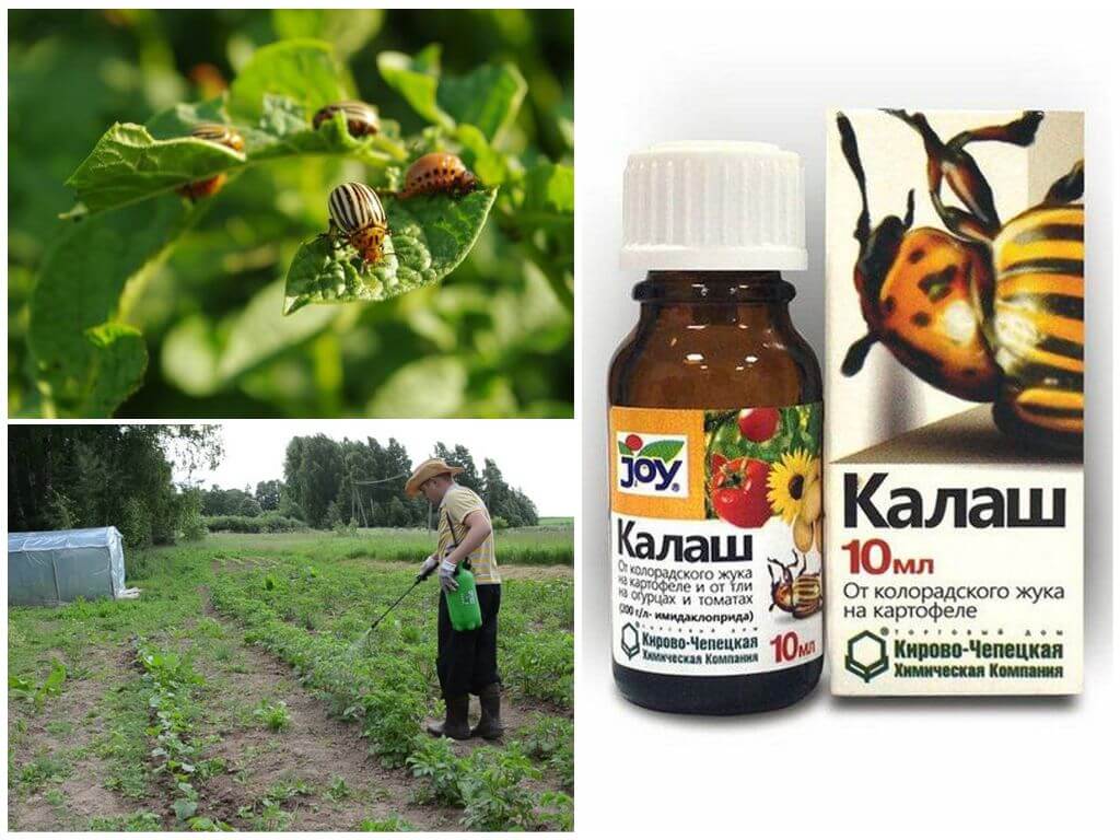 Kalash remedy for Colorado potato beetle