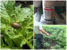 The use of the drug Eforia to destroy the Colorado potato beetle