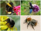 Varieties of Bumblebees