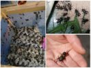 Breeding crickets at home