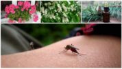 Folk remedies for mosquito control