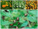 Plant repellents from Colorado potato beetle