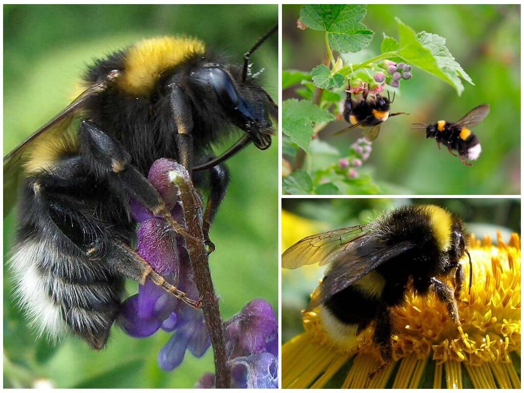 Description and photos of garden bumblebee