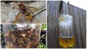 Homemade traps for hornets and wasps