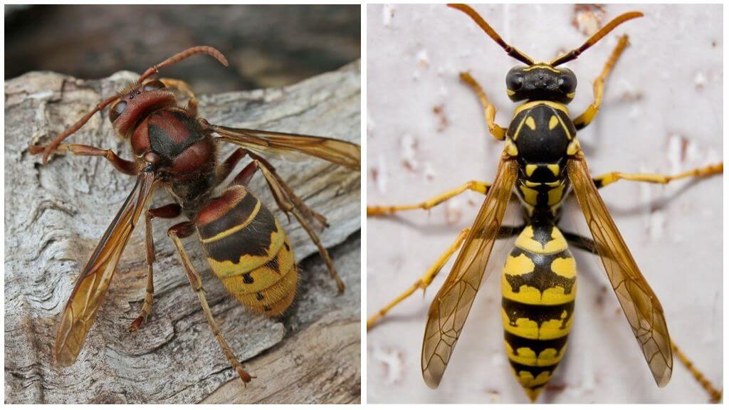 Description and photo of hornets