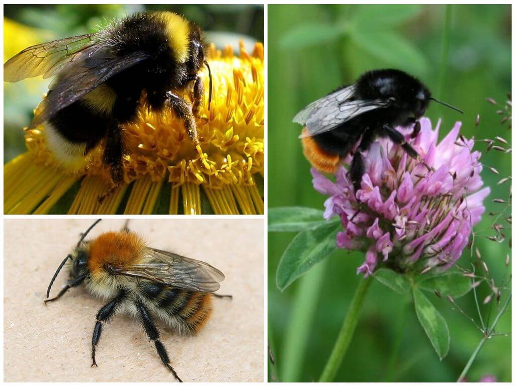 What does a bumblebee look like?