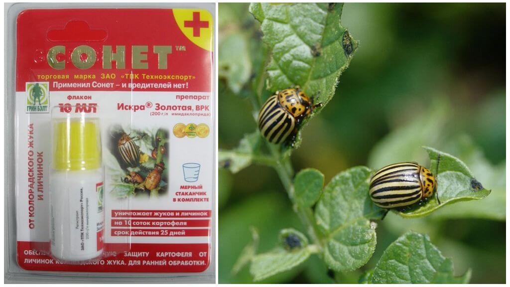 Remedy for the Colorado potato beetle Sonnet