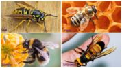 The difference between bumblebee, hornet, wasp, bee