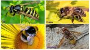 The difference between bumblebee, hornet, wasp, bee