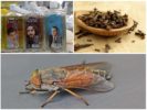 Folk ways to deal with gadflies and horseflies