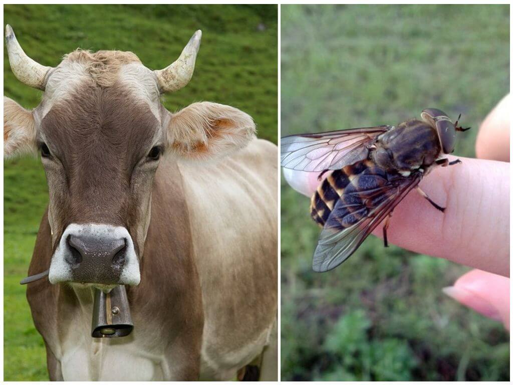 Sådan behandles en ko fra gadfluer og hestefluer derhjemme