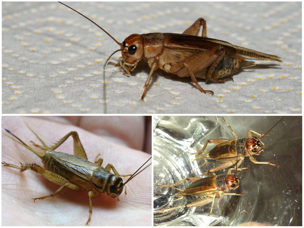 Description and photo of banana cricket