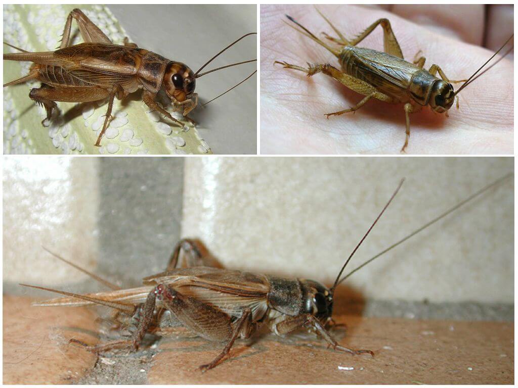Beskrivelse og fotos af crickets