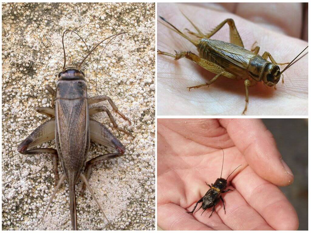 Differences between cricket and cicada