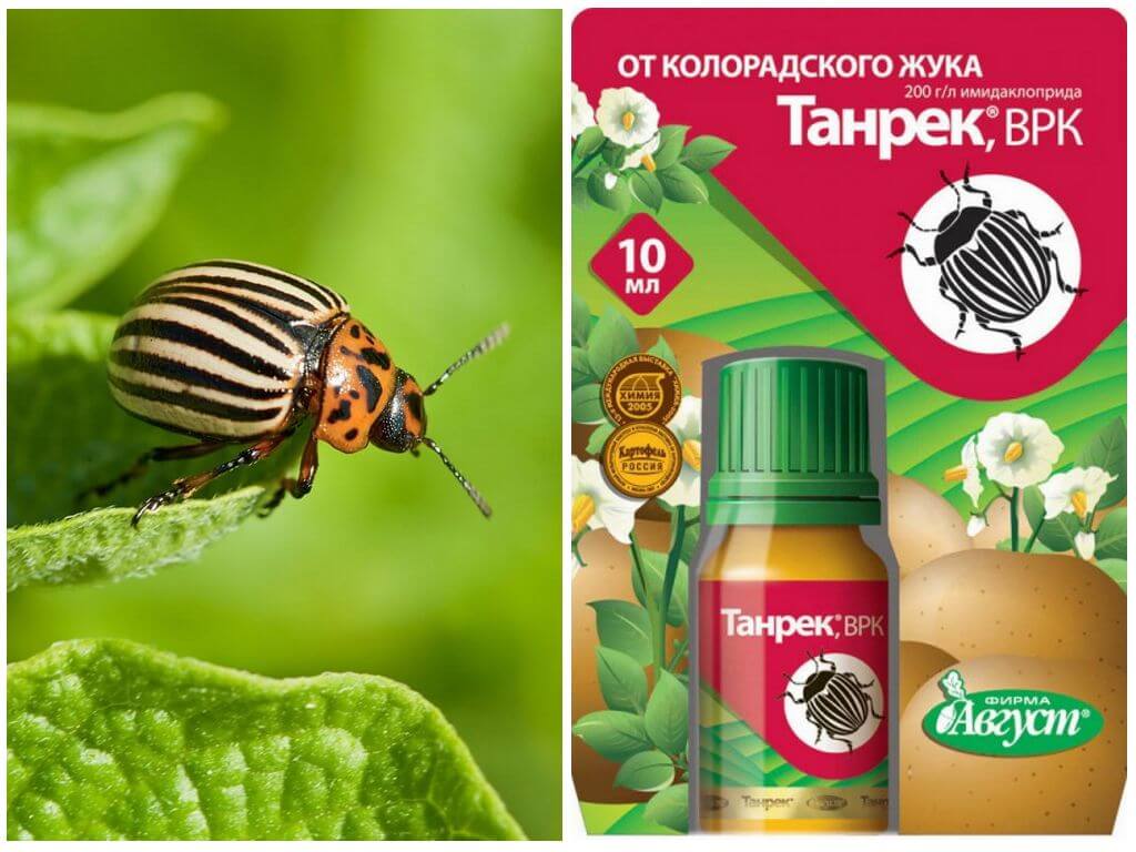 Remedy Tanrek from the Colorado potato beetle