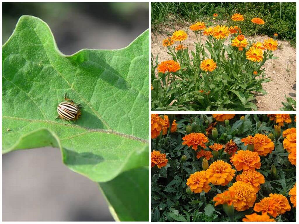How to protect and preserve eggplant from the Colorado potato beetle