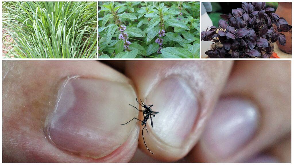 What plants repel mosquitoes: grass, trees and flowers