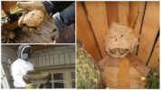 Ways to destroy nests
