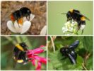 أنواع النحل الطنان