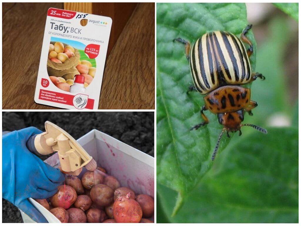 When and how to spray and process potatoes from the Colorado potato beetle