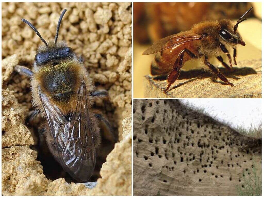A földi méhek eltávolítása a helyről