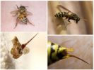 Biene und Wespe, ihr Stachel
