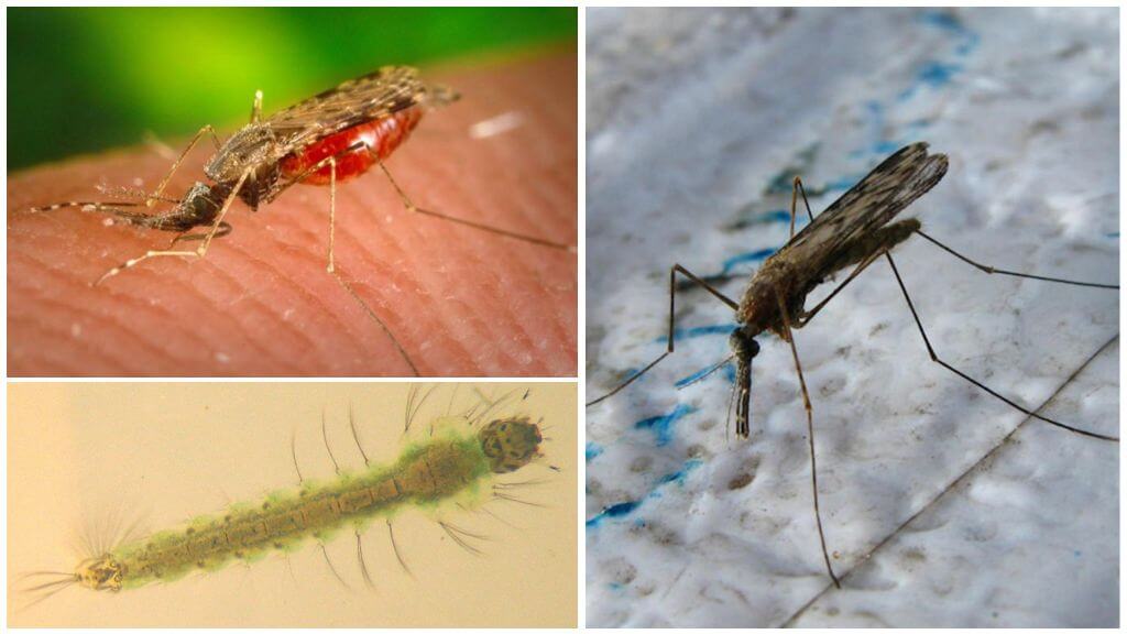 Moustiques du paludisme