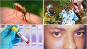 Zika, West Nile og Yellow Fever-vira